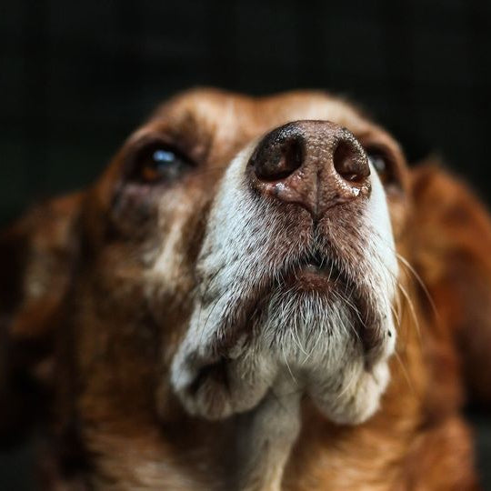 La Diarrea nel Cane e nel Gatto