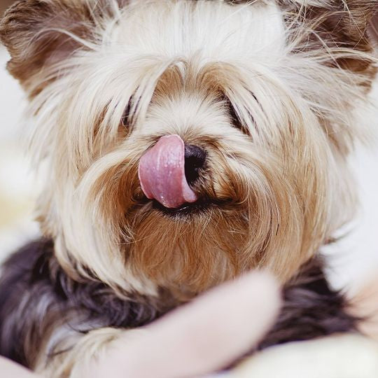 Il miglior cibo per il cane? come sceglierlo...