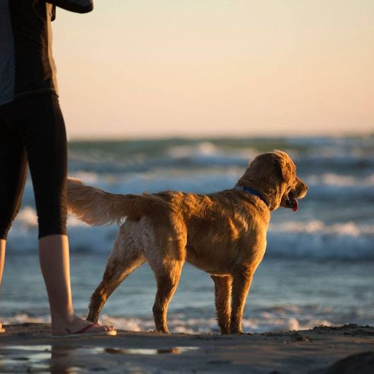In viaggio con il cane