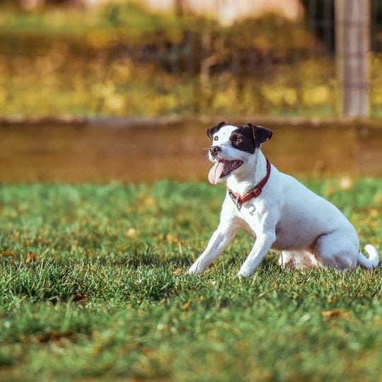 Esigenze alimentari del cane