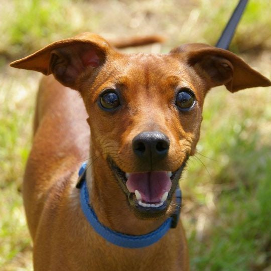 Il Collare per il cane: dai cenni storici ai giorni nostri