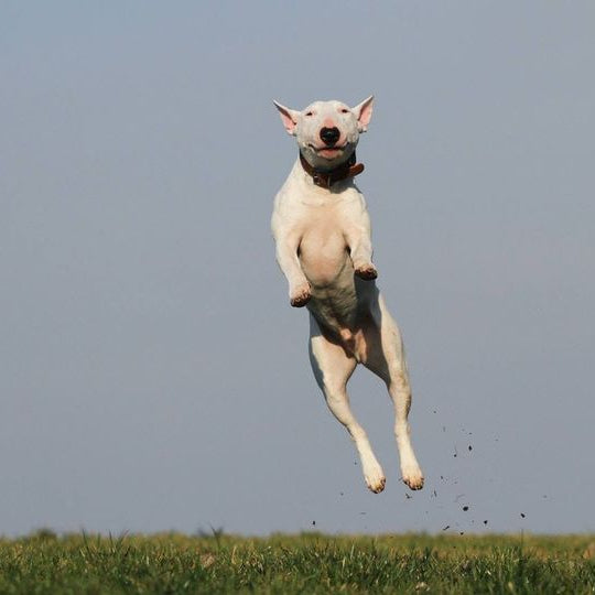 Attività sportive con il nostro cane