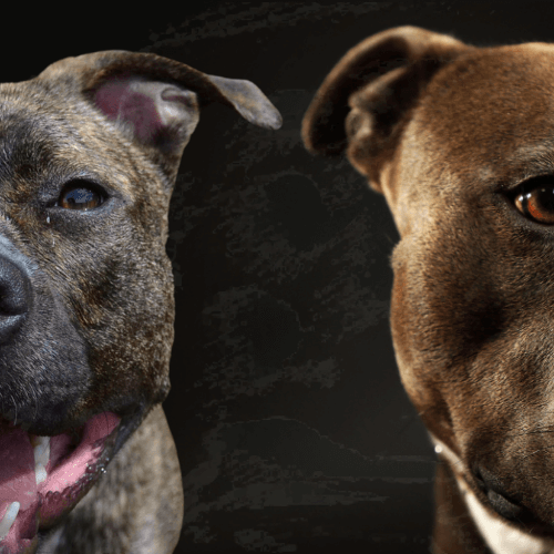 Migliori Crocchette per Pitbull. Dalle Origini alla corretta alimentazione per l'American Pitbull Terrier