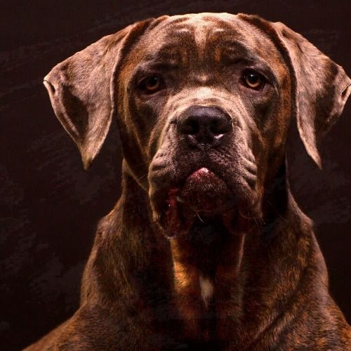Crocchette per Cane Corso