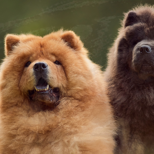 Migliori Crocchette per Chow Chow: La Guida Completa per la sua Nutrizione